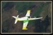 L 39C ALBATROS  015.jpg