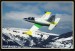 L 39C ALBATROS  017.jpg