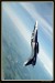 L 139 ALBATROS  007.jpg
