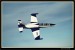 L 139 ALBATROS  009.jpg