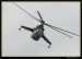 Flying Rhino 2008 026.jpg