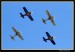 Aerobatic Team 17.JPG