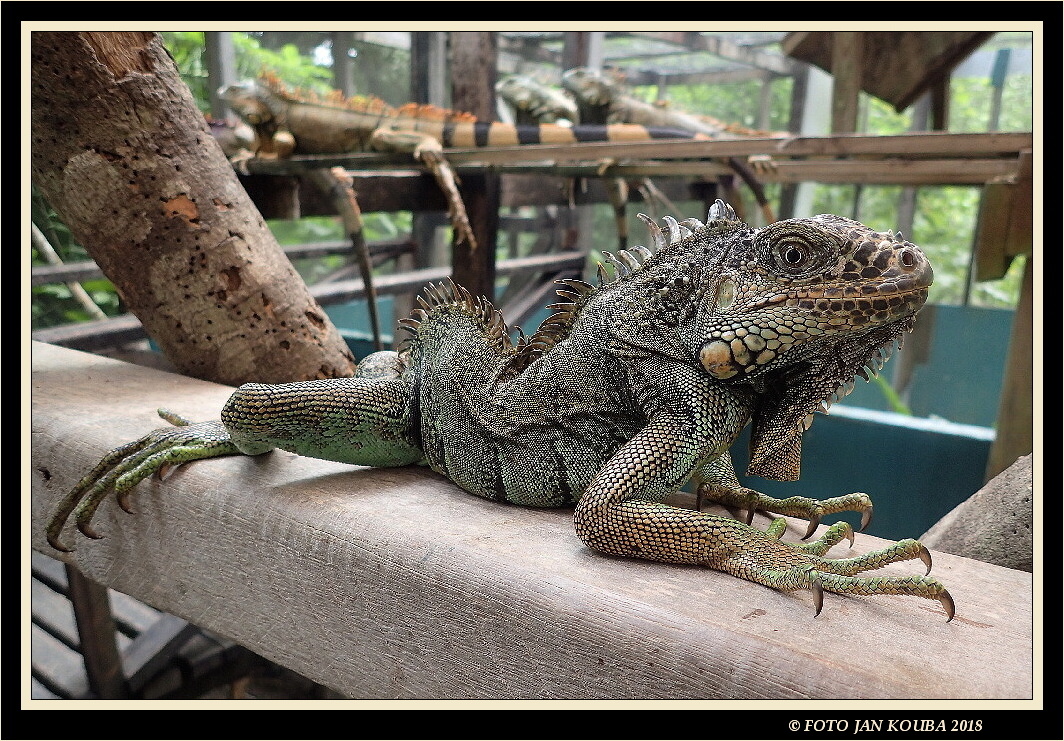 14 Belize - San Ignacio, Green Iguana, Leguán zelený